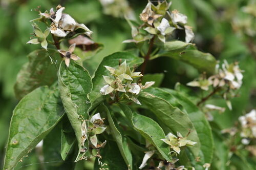 Prunus caroliniana (Wild orange) — photo