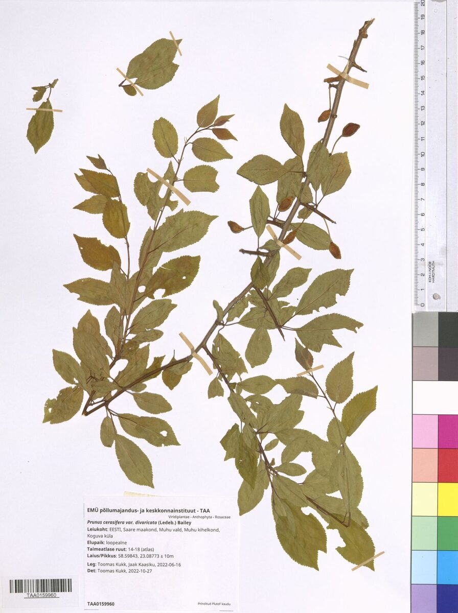 Prunus cerasifera divaricata - (Ledeb.)Schneid. — photo