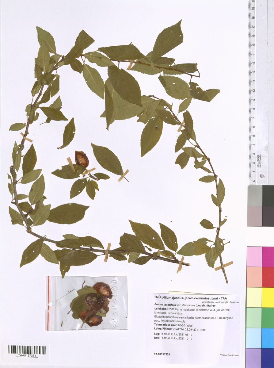 Prunus cerasifera divaricata - (Ledeb.)Schneid. — photo