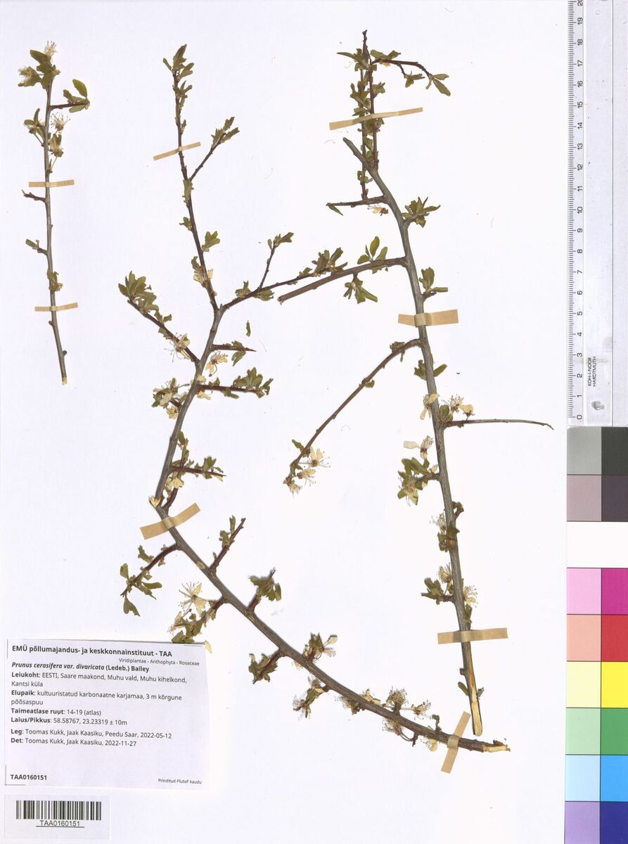 Prunus cerasifera divaricata - (Ledeb.)Schneid.