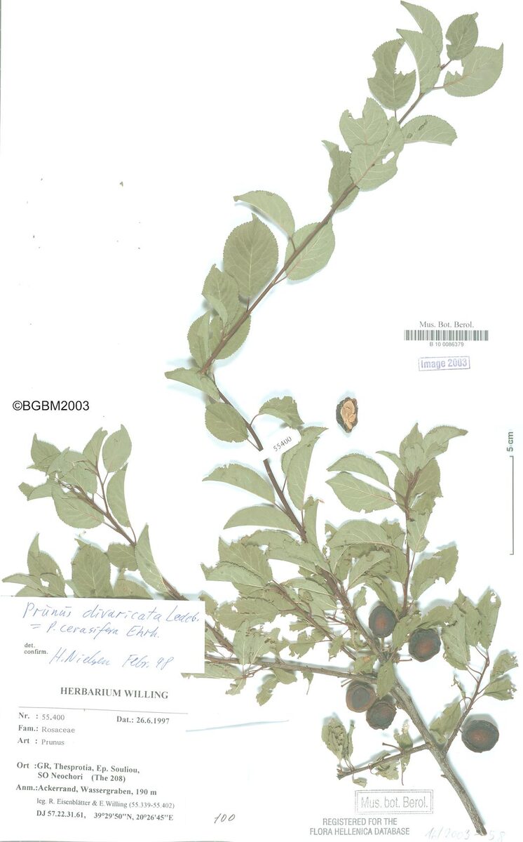 Prunus cerasifera subsp. divaricata (Macedonian plum) — photo