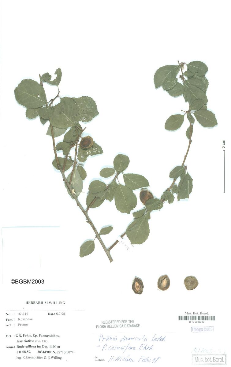 Prunus cerasifera subsp. divaricata (Macedonian plum) — photo