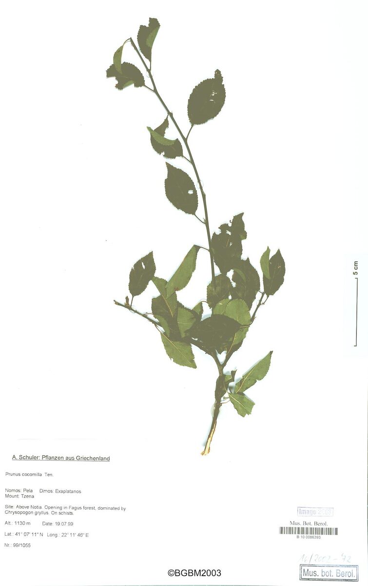 Prunus cerasifera subsp. divaricata