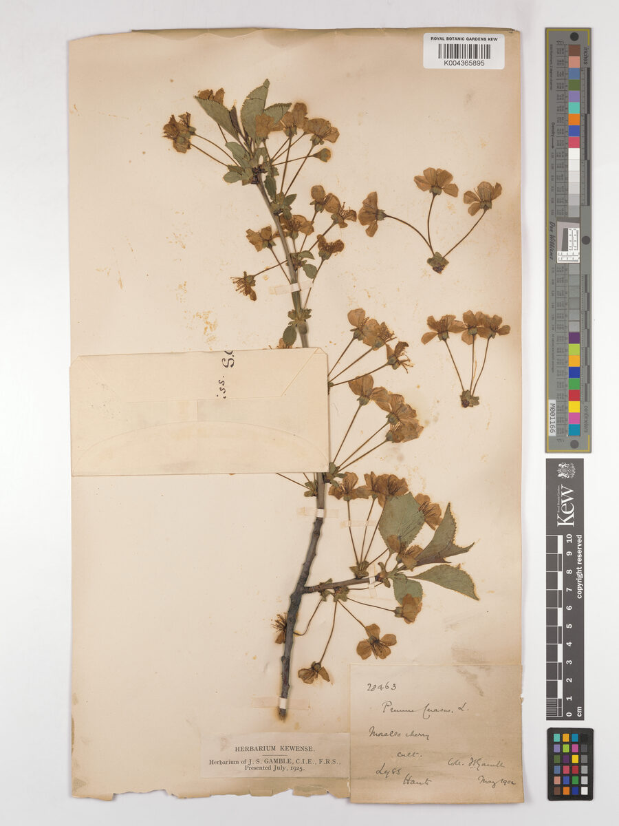 Prunus cerasus austera (Morello Cherry) — photo