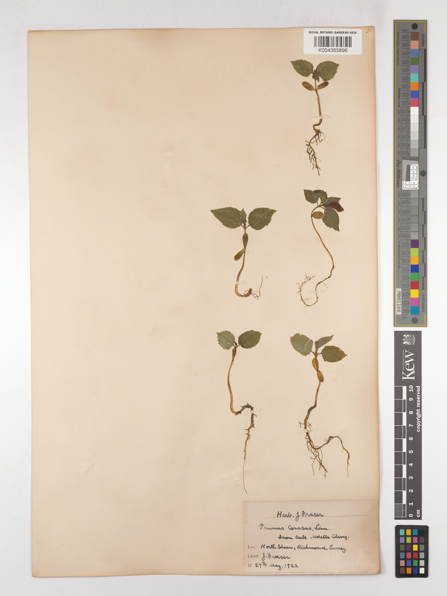 Prunus cerasus austera