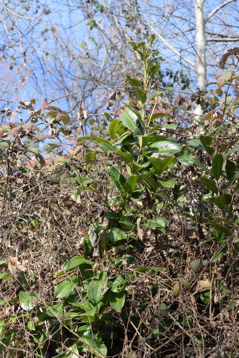 Prunus cerasus frutescens (Bush Sour Cherry) — photo