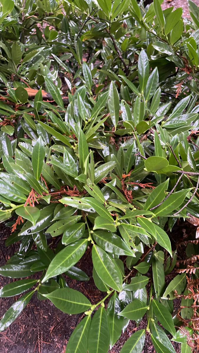 Prunus cerasus frutescens