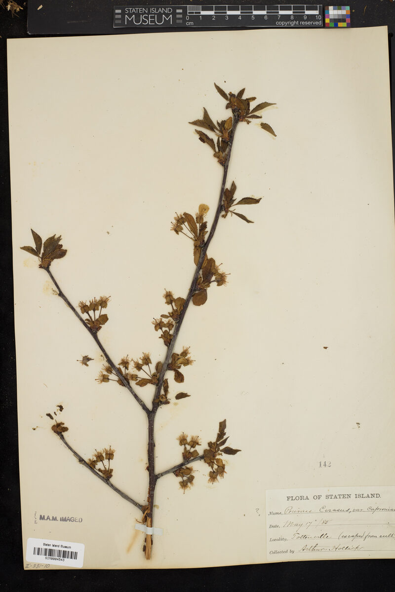 Prunus cerasus var. caproniana (Kentish red cherry) — photo
