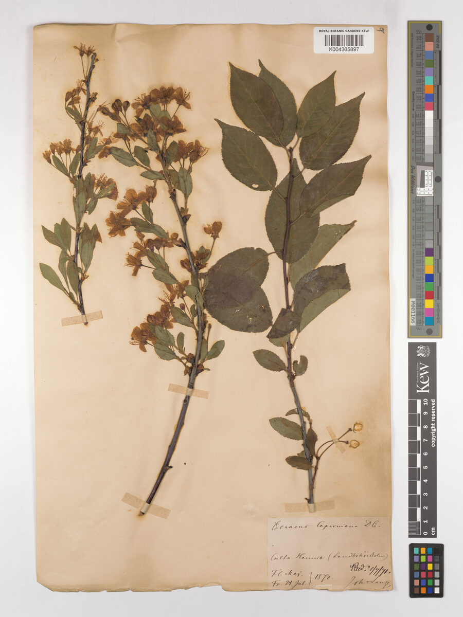 Prunus cerasus var. caproniana (Kentish red cherry) — photo
