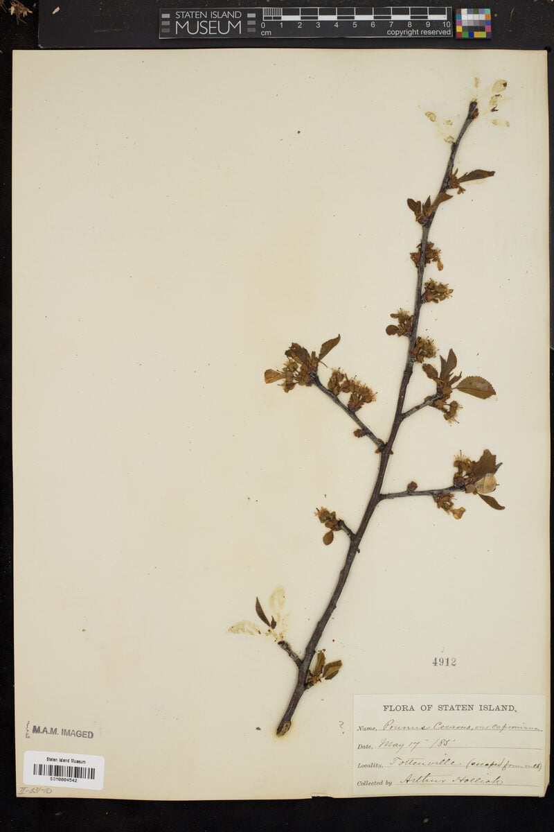 Prunus cerasus var. caproniana