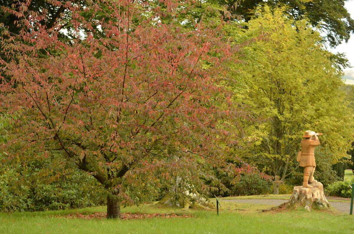 Prunus dawyckensis (Dawyck cherry) — photo