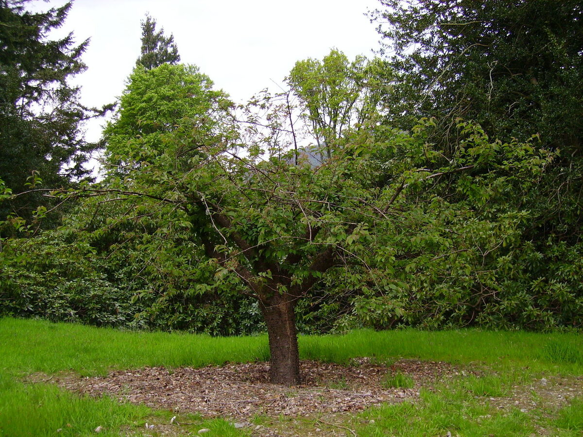 Prunus dawyckensis (Dawyck cherry) — photo