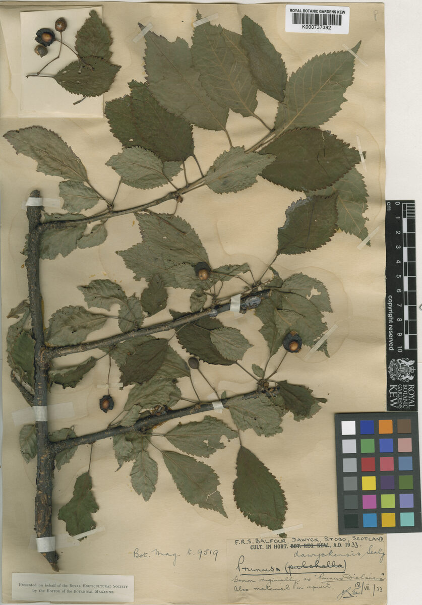 Prunus dawyckensis