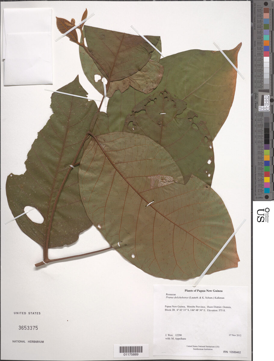 Prunus dolichobotrys — photo