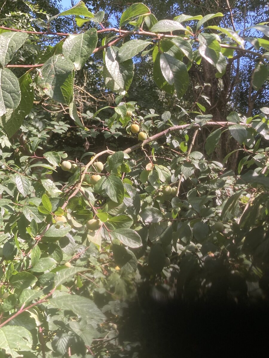Prunus domestica italica - (Borkh.) Gams (Gages) — photo