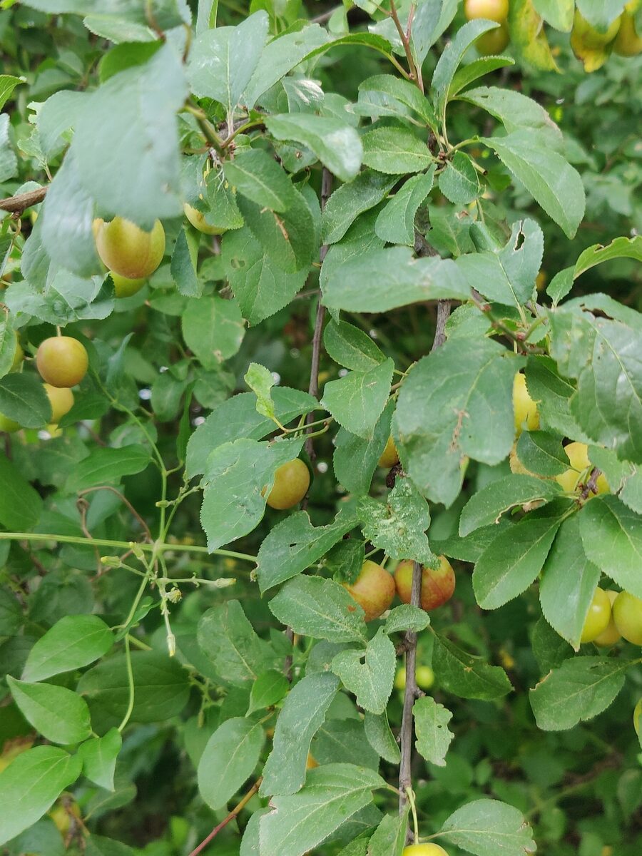 Prunus domestica italica - (Borkh.) Gams