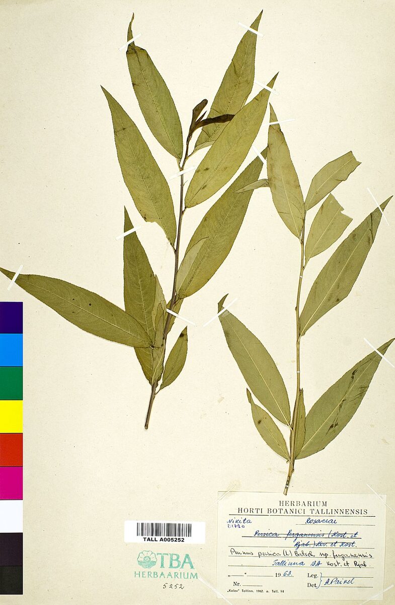 Prunus ferganensis