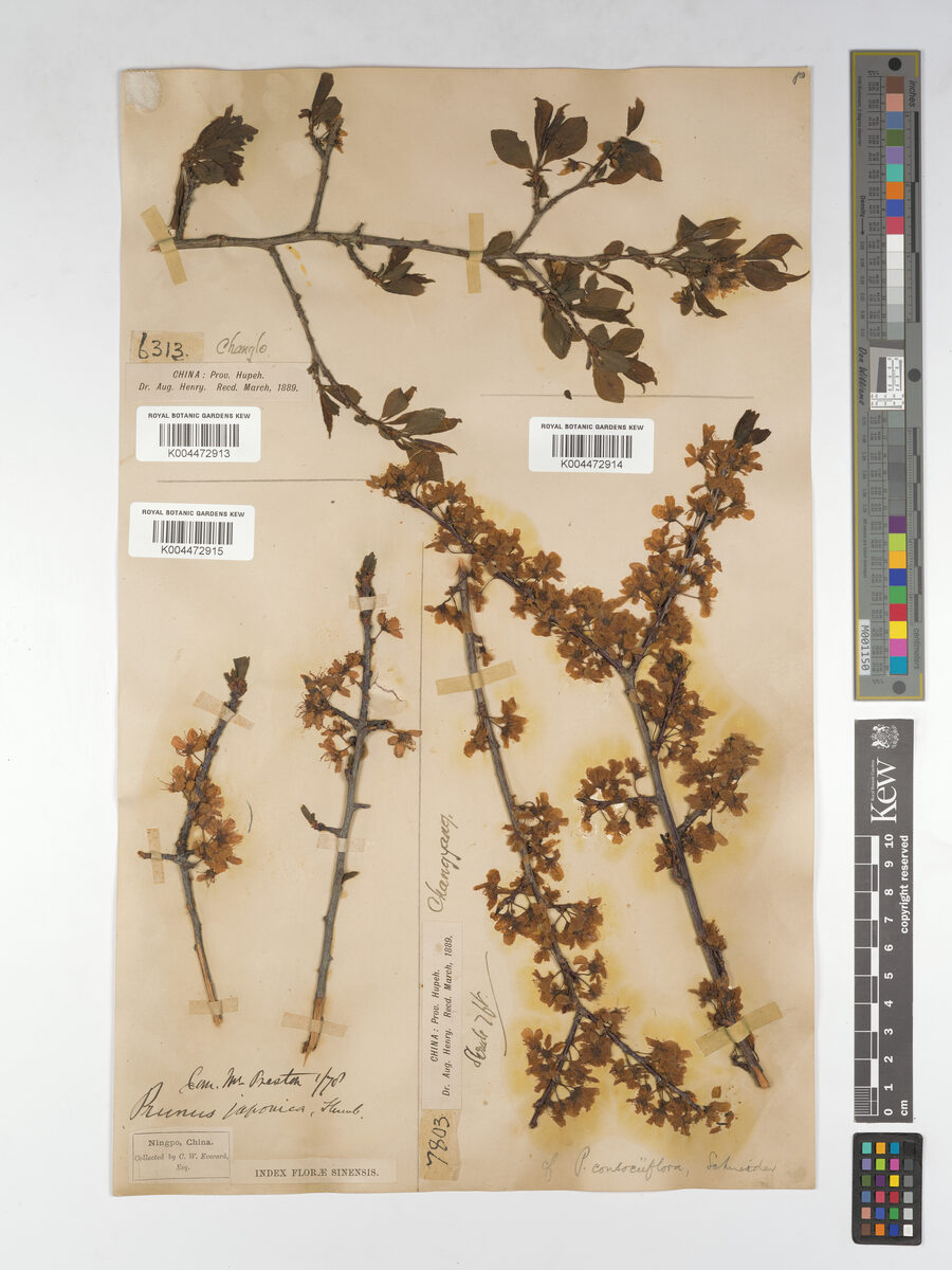 Prunus gymnodonta — photo