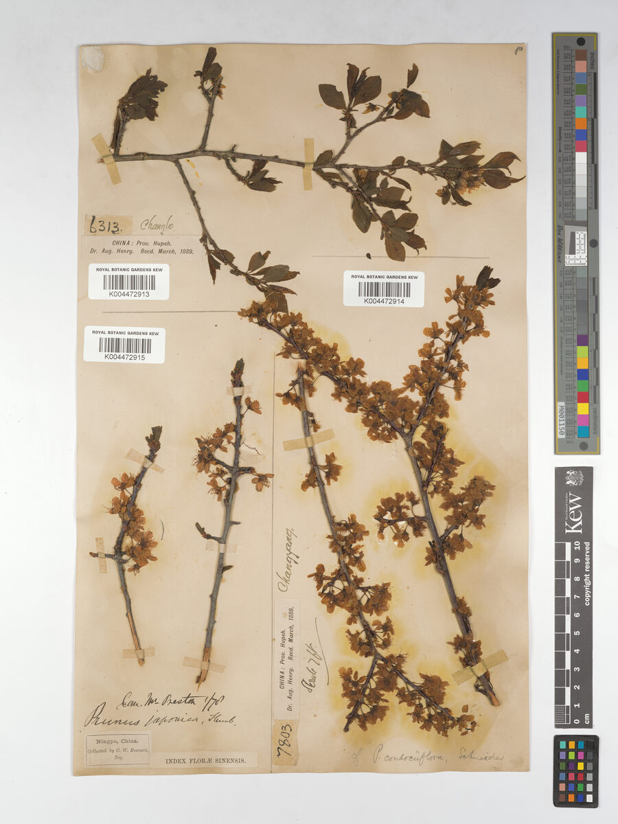 Prunus gymnodonta — photo