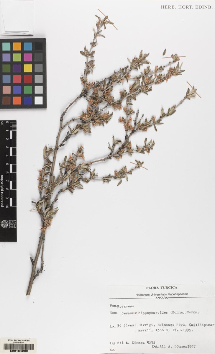 Prunus hippophaeoides — photo