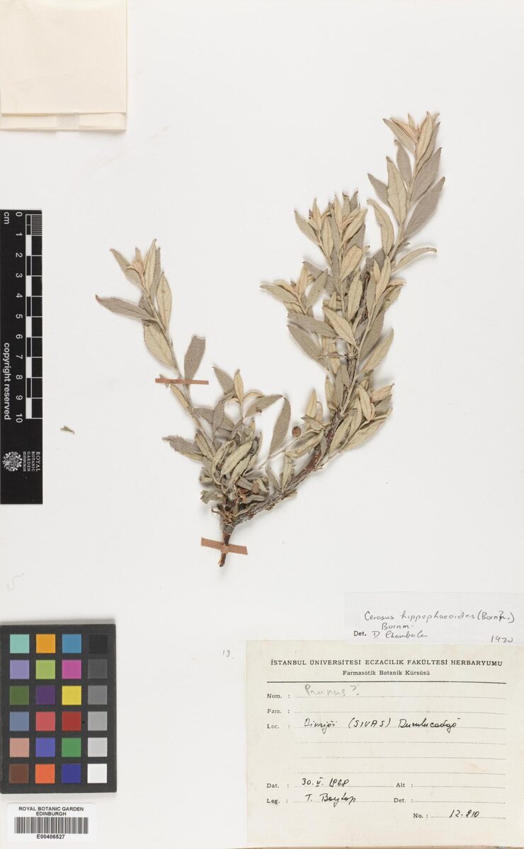 Prunus hippophaeoides — photo