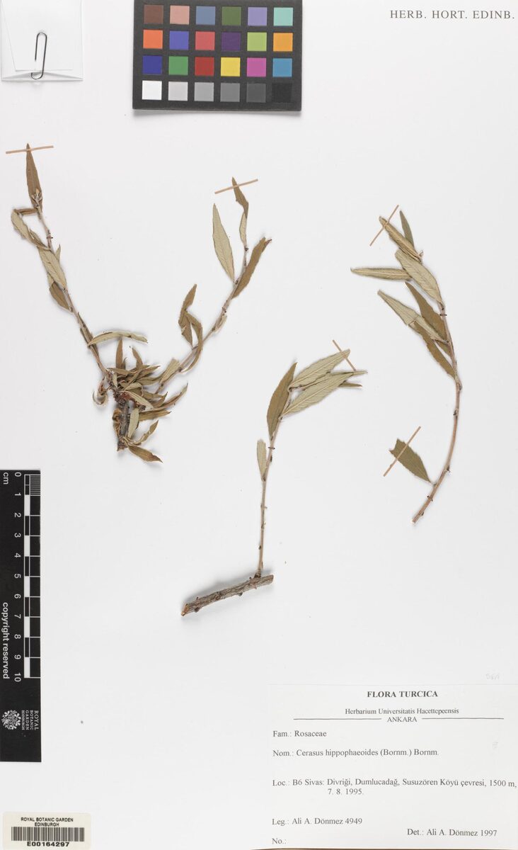 Prunus hippophaeoides