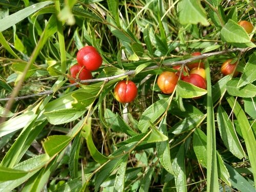 Prunus humilis (Bush Cherry) — photo