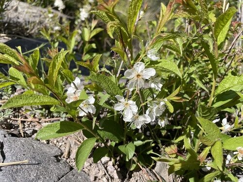 Prunus humilis (Bush Cherry) — photo