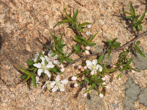 Prunus humilis