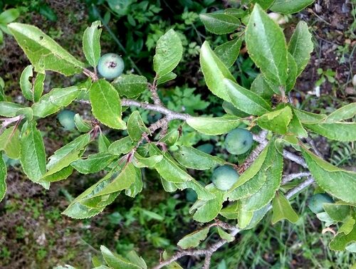 Prunus insititia (Damson) — photo