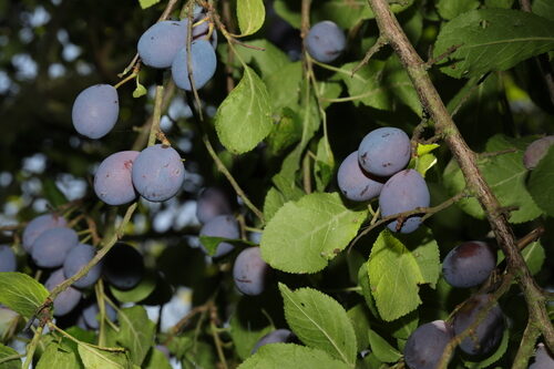 Prunus insititia (Damson) — photo