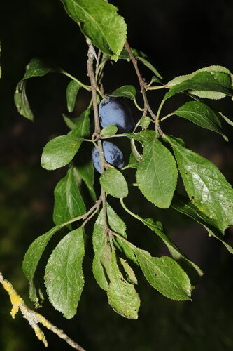 Prunus insititia