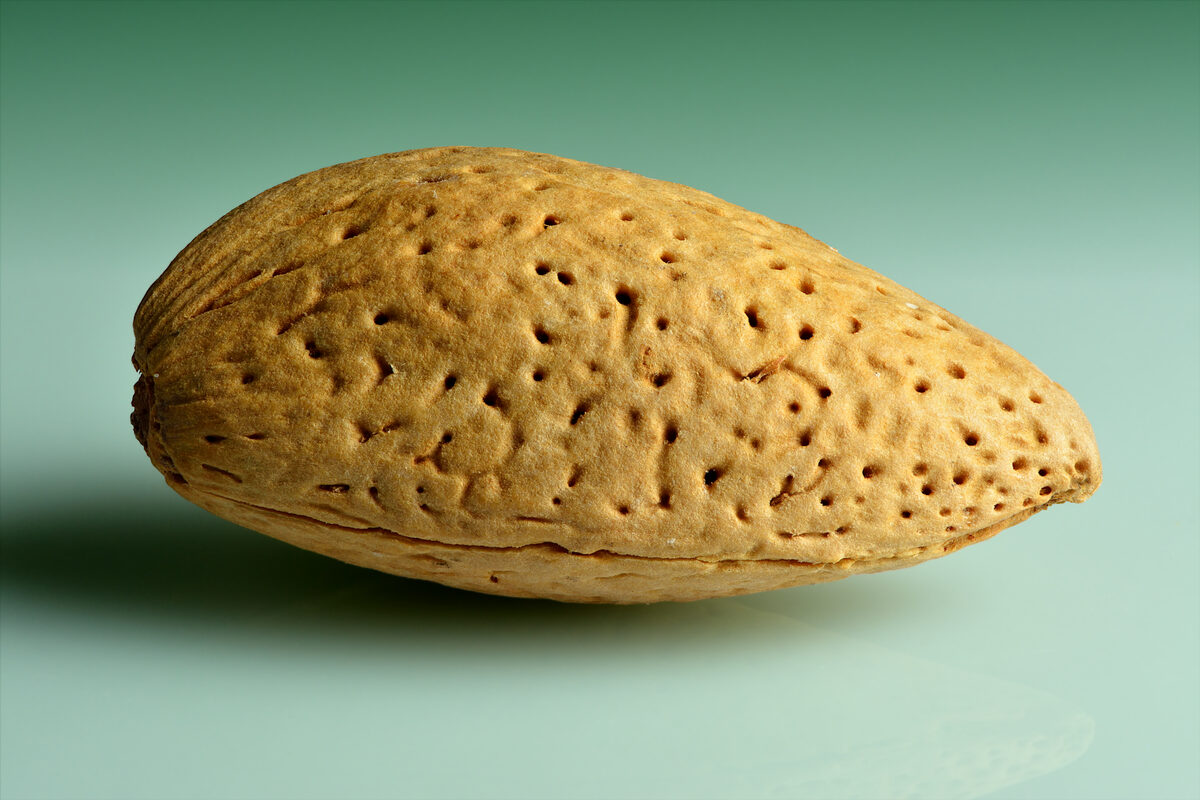 Prunus iranica — photo