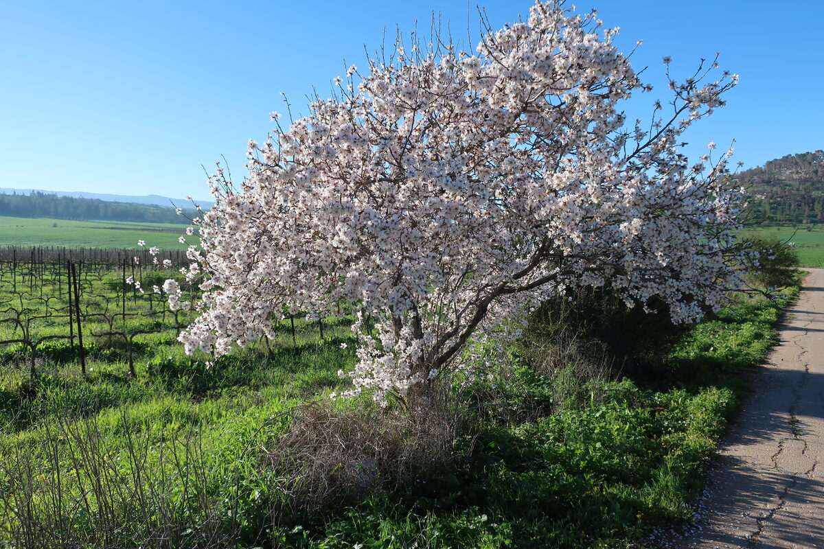 Prunus iranica — photo