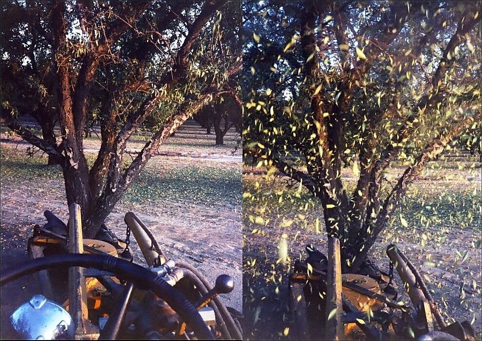 Prunus iranica