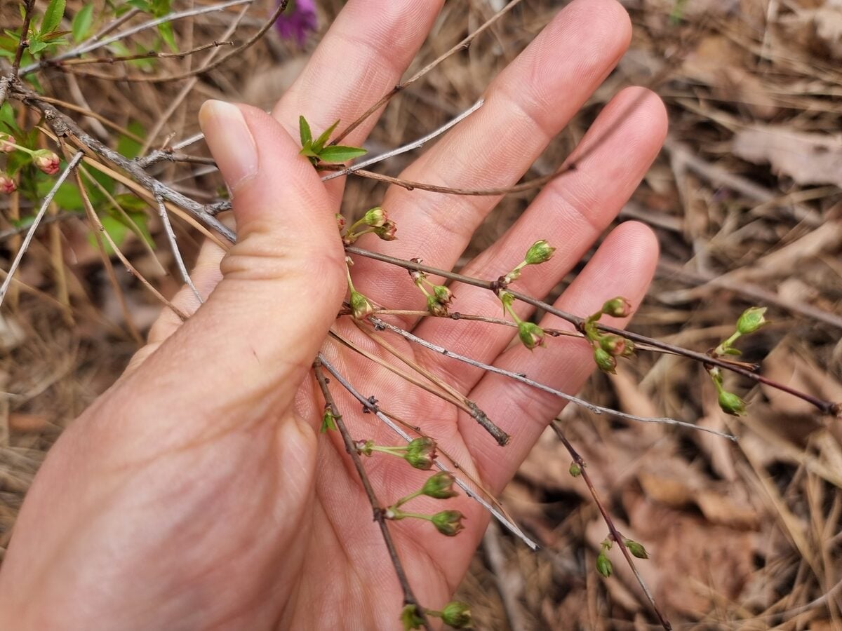 Prunus japonica nakai - (Lév.)Rehder. (Japanese Plum) — photo