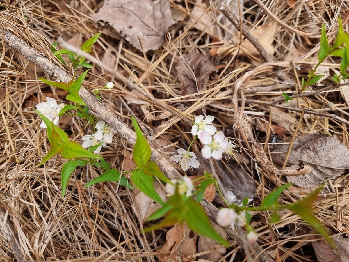 Prunus japonica nakai - (Lév.)Rehder. (Japanese Plum) — photo