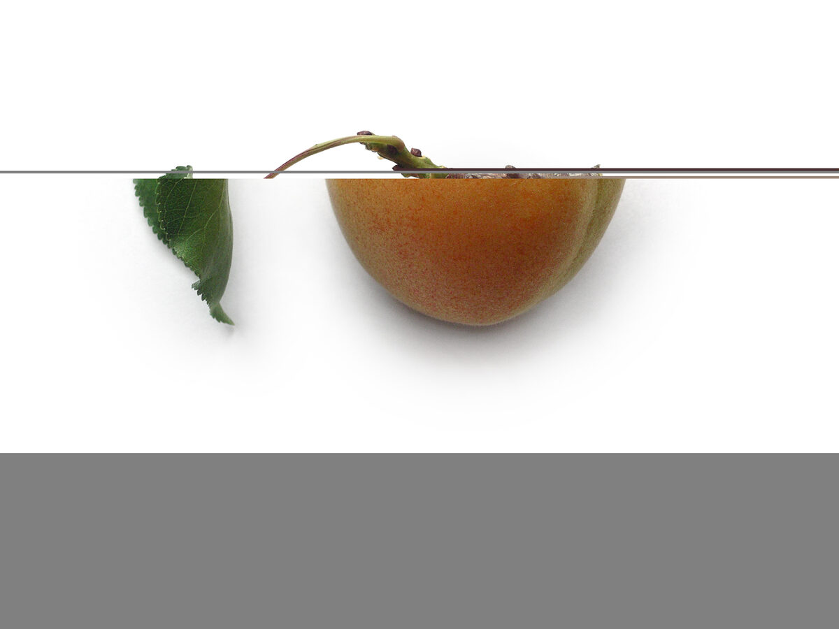 Prunus jenkinsii