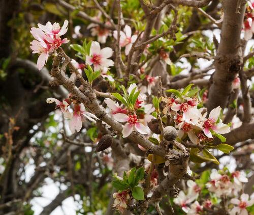 Prunus korshinskyi (Louz barri) — photo