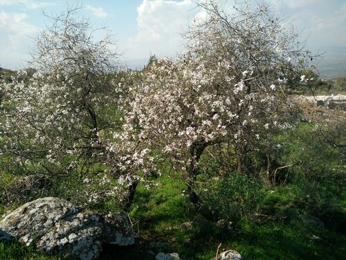 Prunus korshinskyi