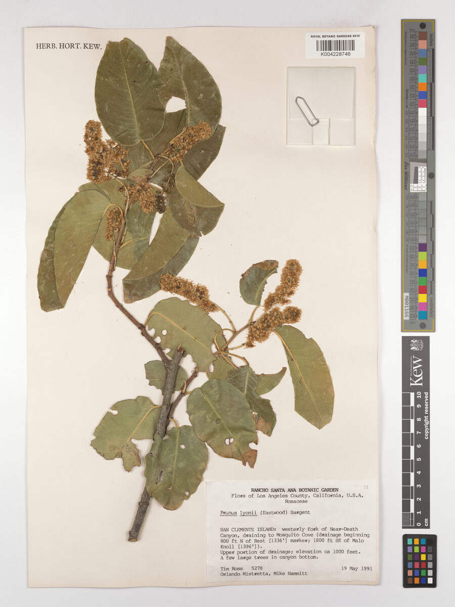 Prunus lyonii - (Eastw.)Sarg. (Catalina Island Cherry) — photo