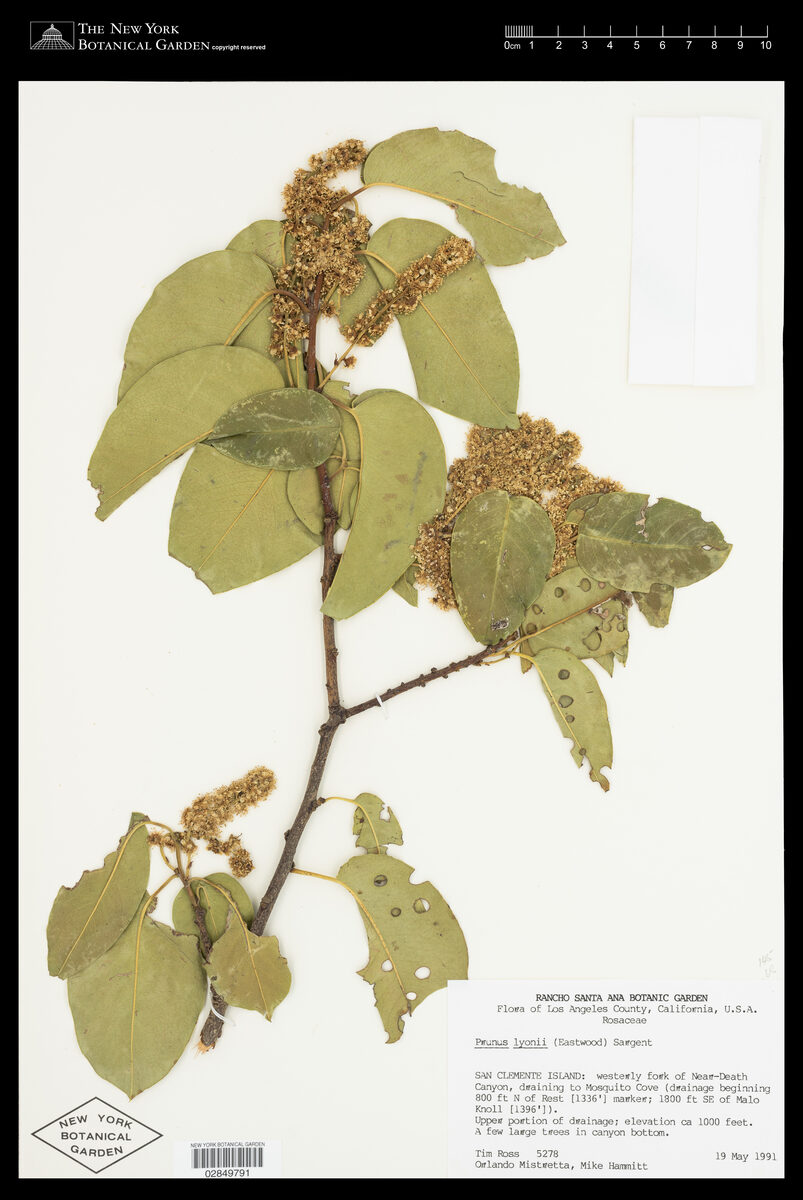 Prunus lyonii - (Eastw.)Sarg.