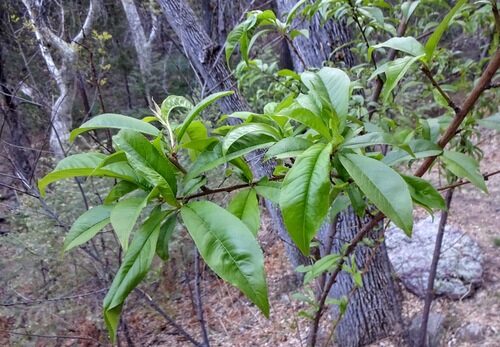 Prunus persica (Peach) — photo