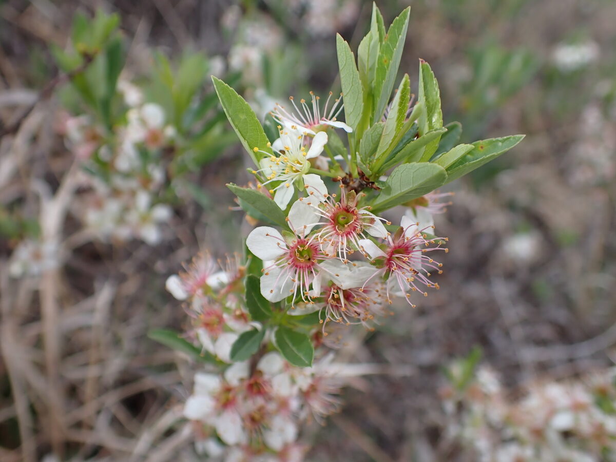 Prunus pumila besseyi - (L.H.Bailey) Waugh (Sand cherry) — photo