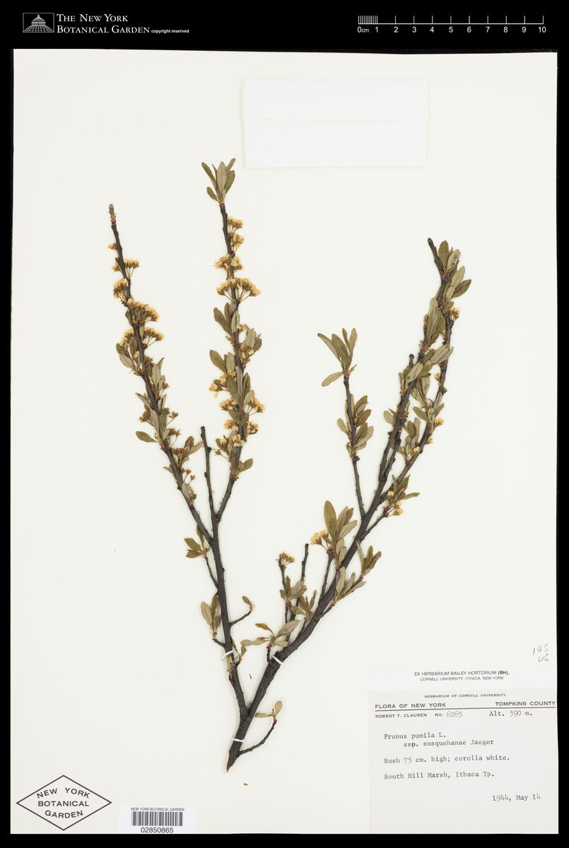 Prunus pumila susquehanae - (Willd.)Jaeger. (Dwarf American Cherry) — photo
