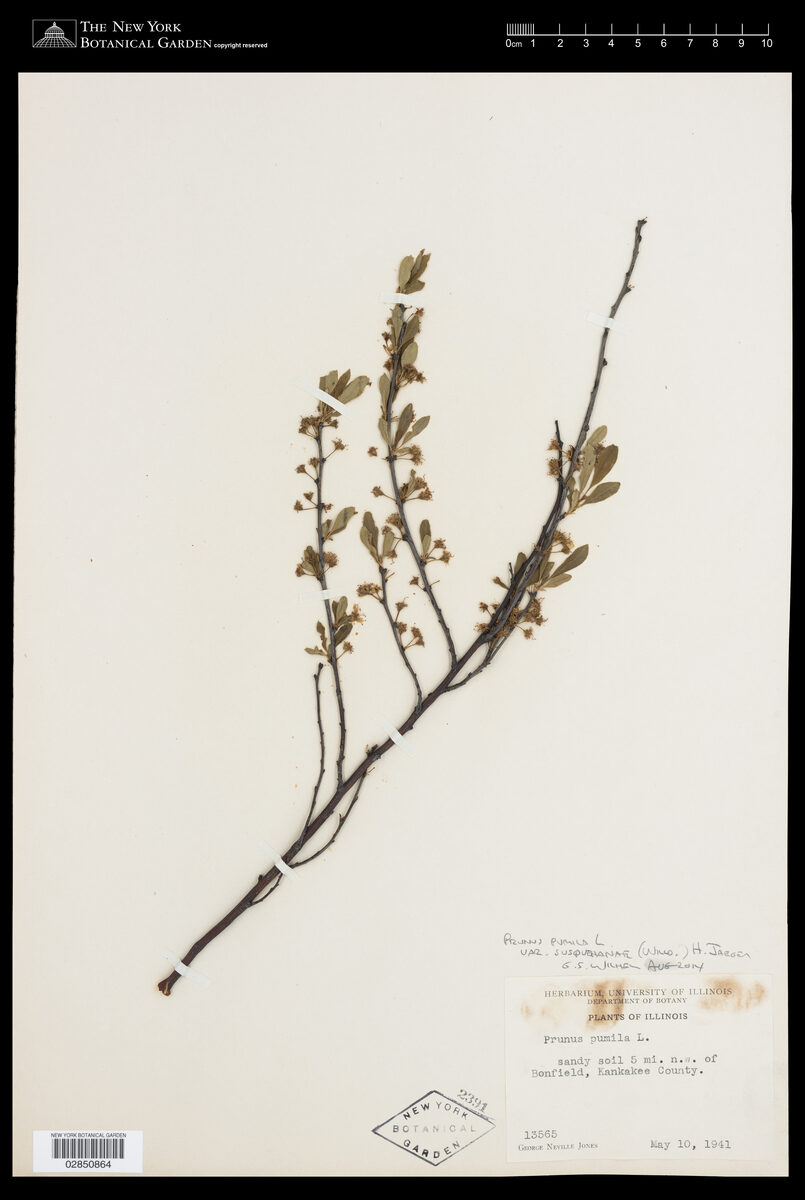 Prunus pumila susquehanae - (Willd.)Jaeger. (Dwarf American Cherry) — photo