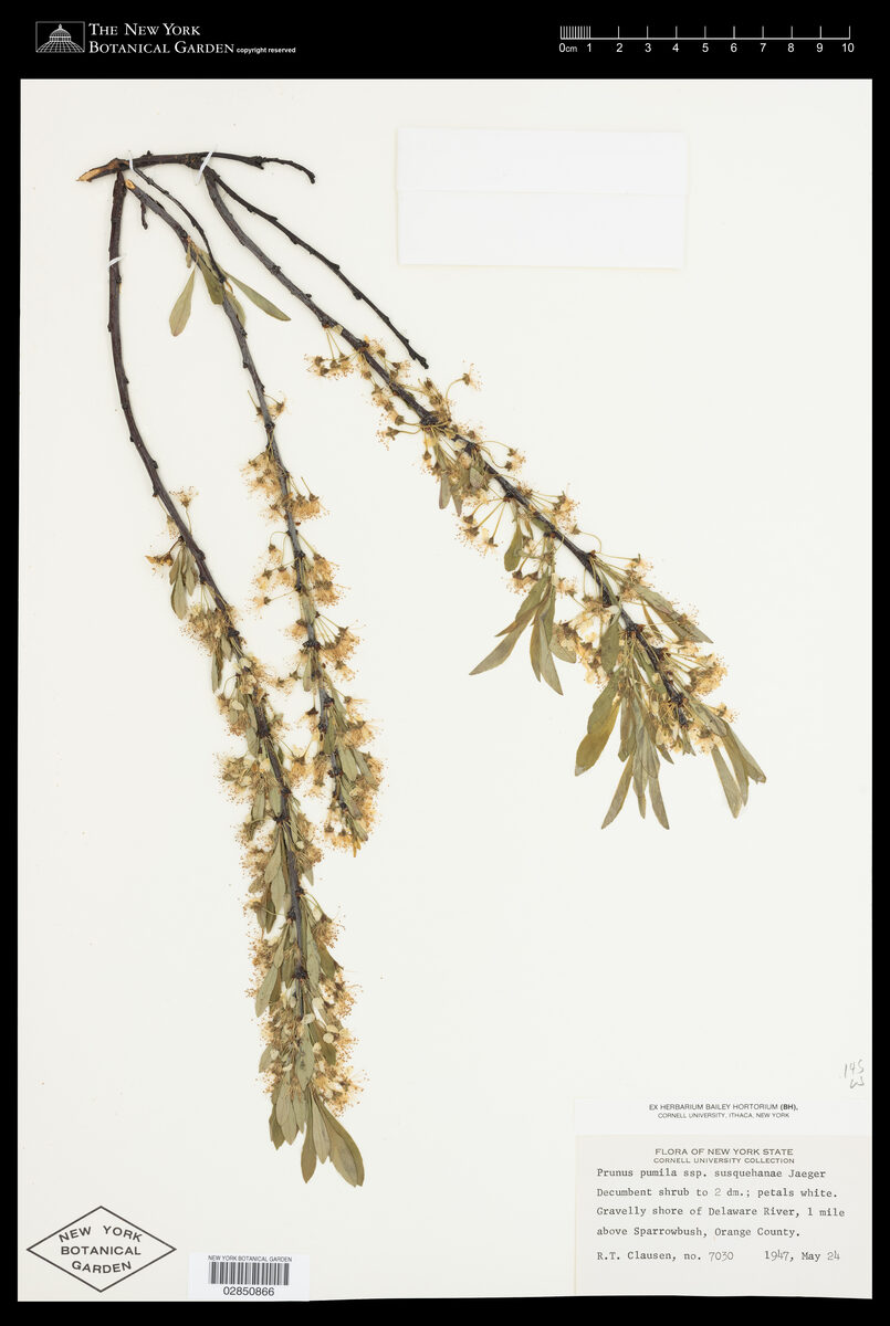 Prunus pumila susquehanae - (Willd.)Jaeger.