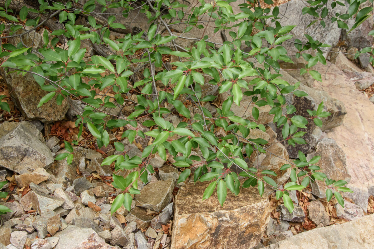 Prunus serotina var. rufula (Southwestern black cherry) — photo