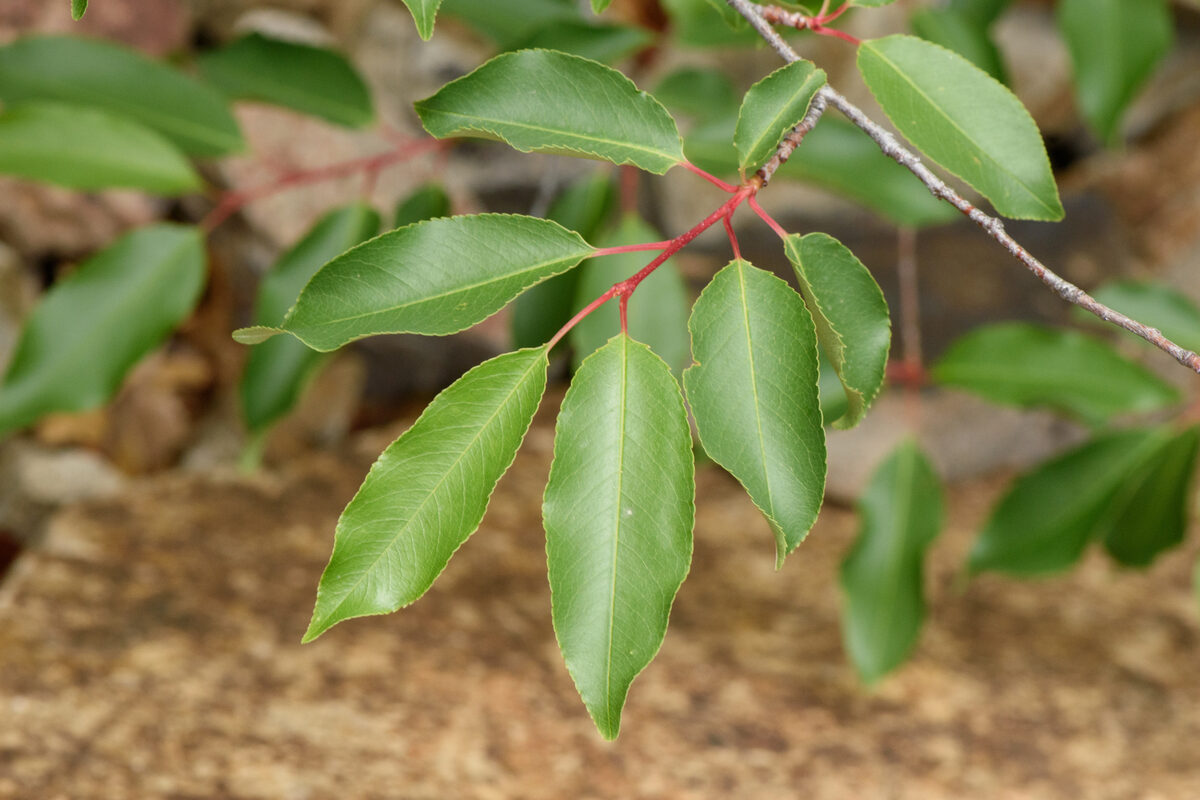 Prunus serotina var. rufula (Southwestern black cherry) — photo
