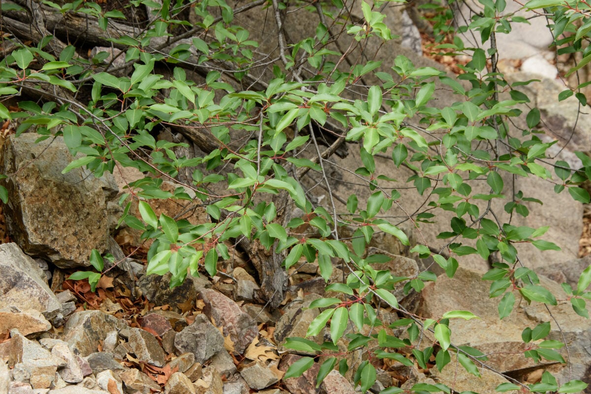 Prunus serotina var. rufula